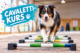 Cavaletti-Kurs